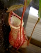 Nepenthes mirabilis